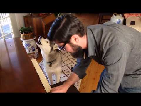 HUSKIES SING THE BLUES COLLECTION