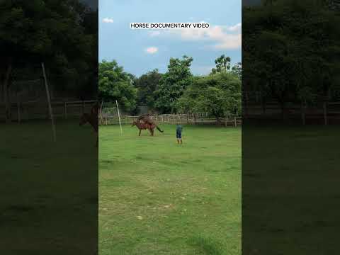 MBB Stable Documentary #horse #animals #cavalos #fyp #shorts