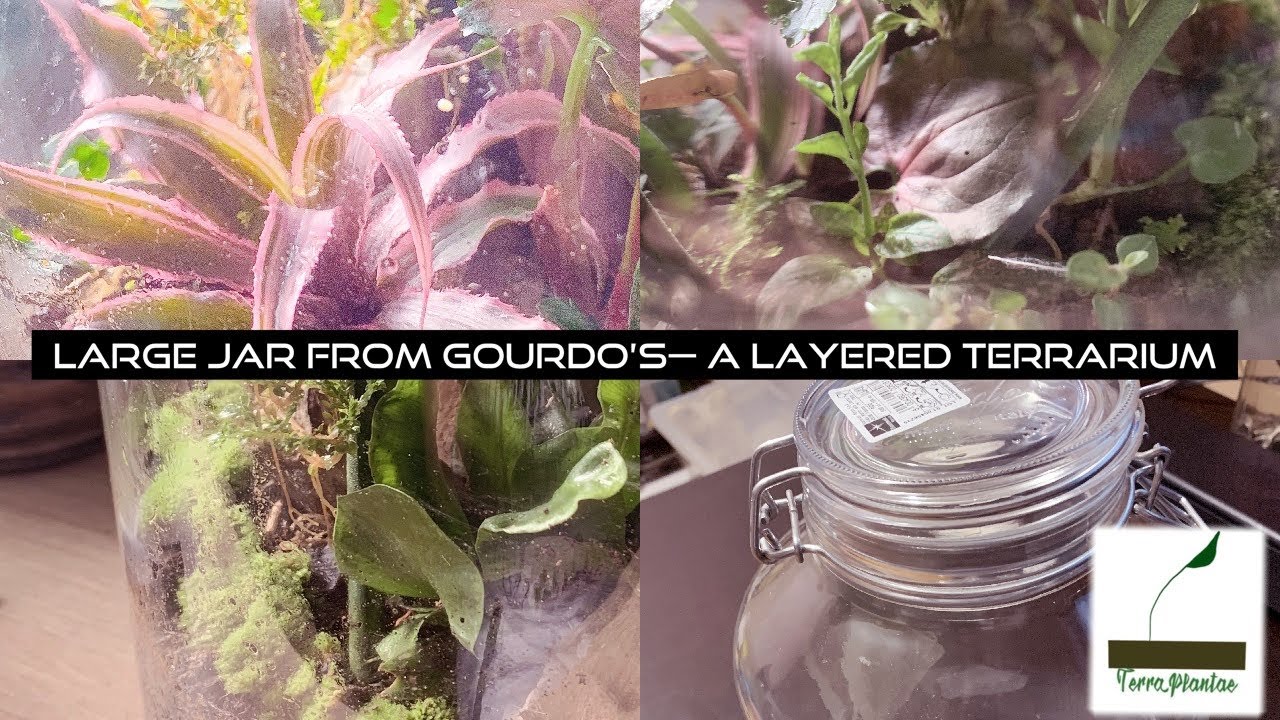 Multi-Layered Large Jar Terrarium -- Jar from @Gourdo's