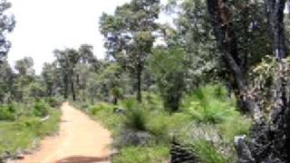 preview picture of video 'Munda Biddi Trail, south of Carinyah Campsite'