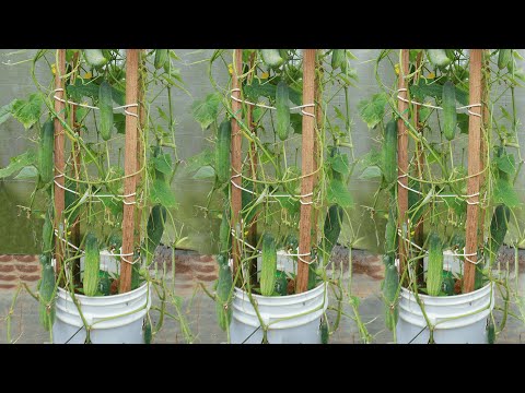 , title : 'How to grow cucumber in paint bucket easily'