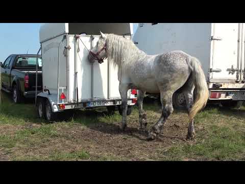 Targul de cai de la Bacia, Hunedoara 6 Iunie 2021