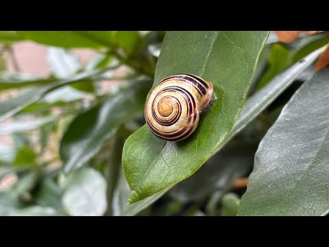 Book review: Grand Grimoire or the Red Dragon - YouTube video interview with Aaman Lamba about occult literature and grimoires