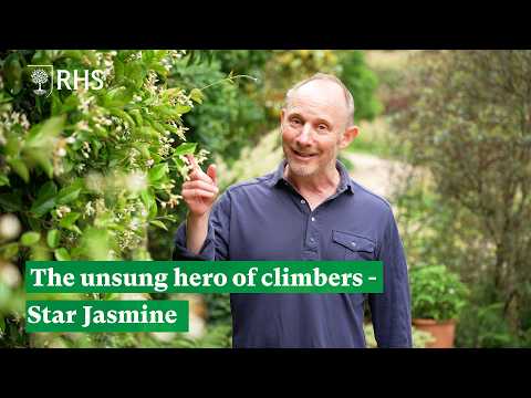 How Star Jasmine will make your garden go supernova | The RHS