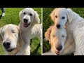Golden Retriever Puppy Becomes Seeing Eye Dog For A Blind Senior Dog
