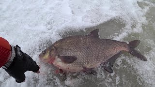 Крупный лещ на зимней рыбалке