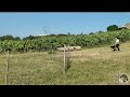 Dizzy Sheepdog Training 14 05 2020 Sheepnusa