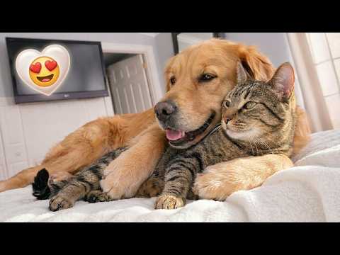 Impossible Not to Laugh 🤣😹 Funniest Cat Clips 2026 | Cute, Hilarious & Viral Cats Compilation Ever