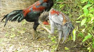 04 Take the 'A' Train