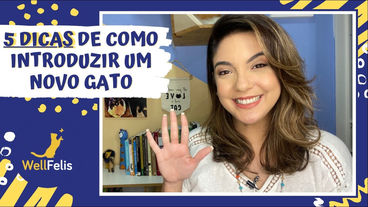 5 Dicas de Como Introduzir um Novo Gato