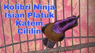Download lagu Kolibri Ninja Gacor Ngobra Isian Pelatuk Bawang Kapas Tembak Cililin mp3