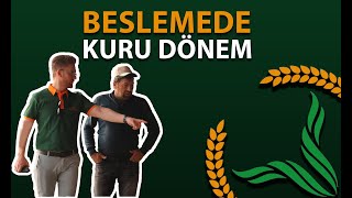 Beslemede Kuru Dönem | Tarım Kredi Yem