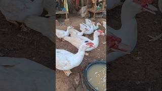 Download lagu suara entok jantan || Suara ngos entok || suara entok dewas #entok #ayam #pets mp3