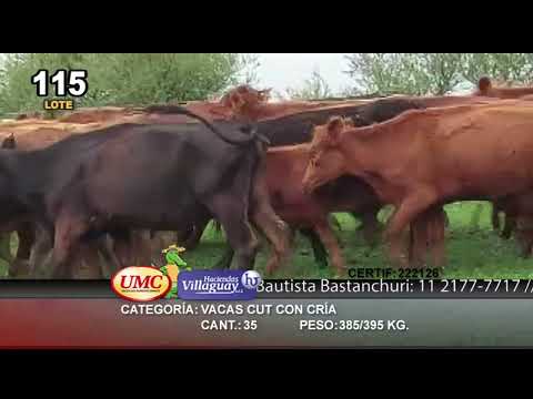 Lote 35 Vacas CUT con cría en Villaguay, Entre Ríos