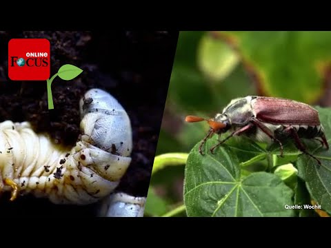 Junikäfer im Garten: Schädlinge erkennen und einfach bekämpfen