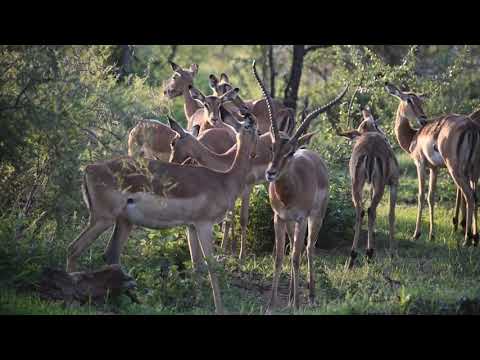 RHULANI MINUTE SAFARI - A female impala with long horns