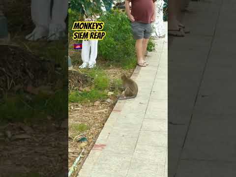 🇰🇭🙈There are Monkeys in Siem Reap! #travel #siemreap #cambodia #asia