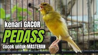 Download lagu Masteran KENARI GACOR ngeroll panjang,Cuit Cuit Emosi AMPUH bikin kenari nyaut ,Masteran MURAI BATU mp3