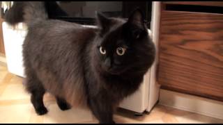 『くろねこルーシー』しゃべる猫「しおちゃん」の応援ビデオメッセージ