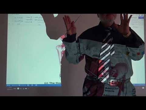 Anatomy of lower limb 12 ( Muscles of medial aspect of the thigh , part 1 ) , by Dr. Wahdan