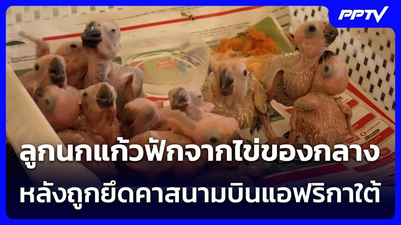 ลูกนกแก้วฟักจากไข่ของกลางหลังถูกยึดคาสนามบินแอ?