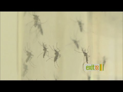 Zika Virus Spreading