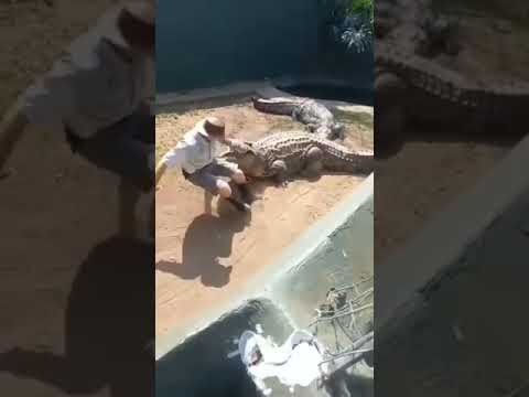 Crocodile Handling Gone Wrong 🐊 👀 🤕