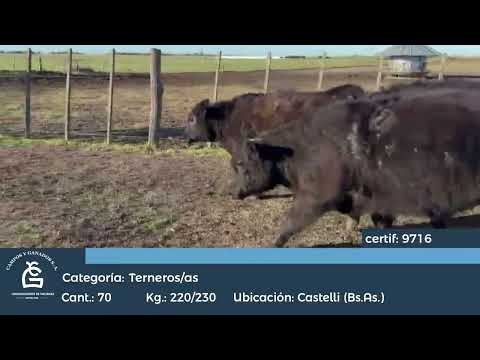 Lote M Y H - Castelli Bs As