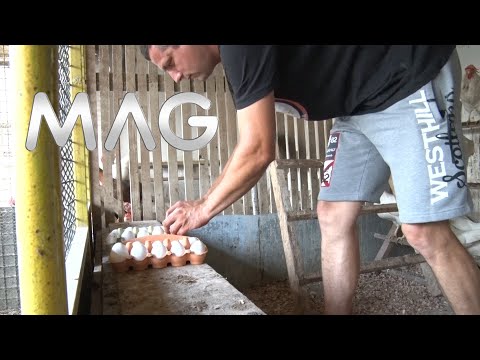 Mini farma domaćih jaja