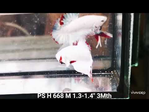 (PS-668) Red Dragon Fancy Plakat Male Betta