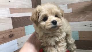 ハーフ犬の動画01