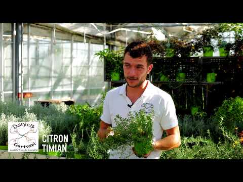 Daniel's Gartneri - Citron Timian