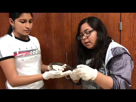 External Anatomy of Snake