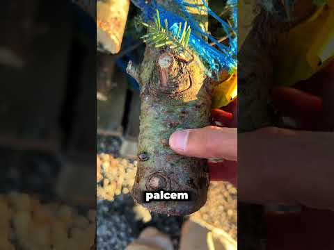 Przydatne Tree Acne