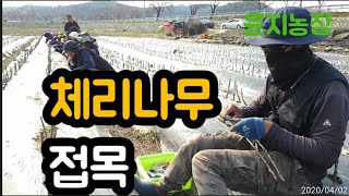 눈접 했어요 정성들여 건강하고 좋은 묘목으로 키울께요