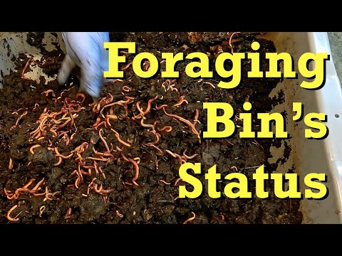Heavily populated red wiggler worm bin after 3 weeks of foraging - vermicomposting