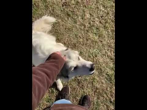Lucy in NJ - Adorable, Sweet & Playful Girl!, an adopted Great Pyrenees in Vineland, NJ_image-1