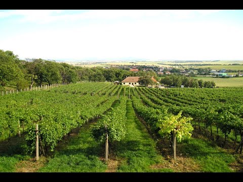 PIVNICA RADOŠINA │ Kráľovské vína