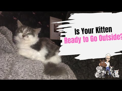 Episode 38: Is Your Kitten Ready to Go Outside?