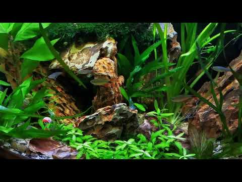 Bloodfin Tetra — Aphyocharax anisitsi