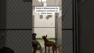 Video preview image #1 American Staffordshire Terrier-Boxer Mix Puppy For Sale in Huntley, IL, USA