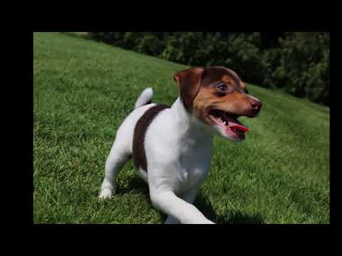 download lagu mp3 mp4 What Is The Best Dog Food For Rat Terriers, download lagu What Is The Best Dog Food For Rat Terriers gratis, unduh video klip What Is The Best Dog Food For Rat Terriers