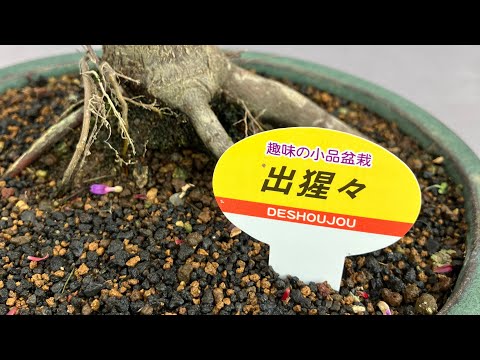 メンテナンス盆栽 針葉樹 屋内 屋外 ドワーフツリーポットの手入れ方法