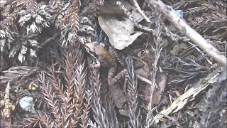 ムビる18486 20210725 004 ヤマアカガエル yamaakagaeru