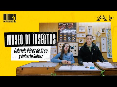 Oficios Extraordinarios - Museo de Insectos