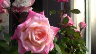 preview picture of video 'Grow Beautiful Roses Cheap!'