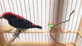 Download lagu MP3 Suara Burung Kemade Kepala Merah Untuk Masteran mp3 Download lagu MP3 Suara Burung Kemade Kepala Merah Untuk Masteran mp3