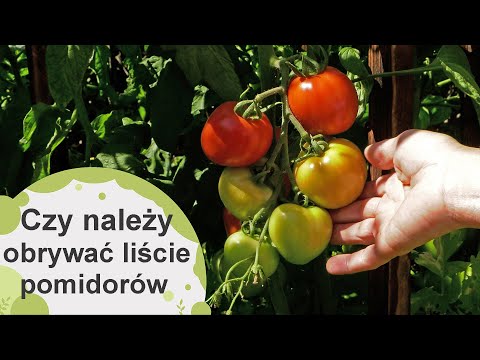 Obrywanie liści pomidorów. Kiedy obrywać liście pomidorów a kiedy lepiej tego nie robić?