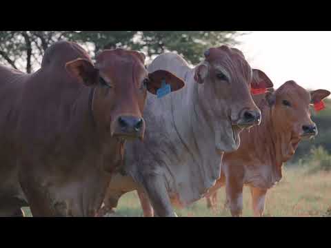 The Boran journey LIVE IT!