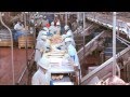 Video Tour of a Pork Plant Featuring Temple Grandin ...